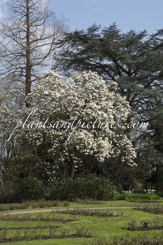 Magnolia soulangeana ‘Lennei Alba’