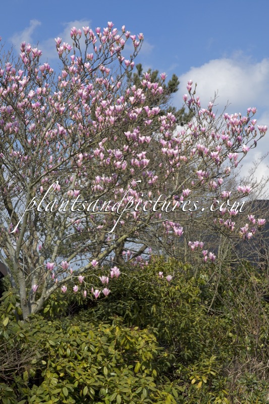 Magnolia ‘Heaven Scent’