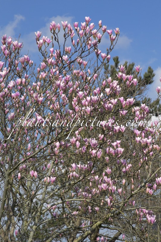 Magnolia ‘Heaven Scent’