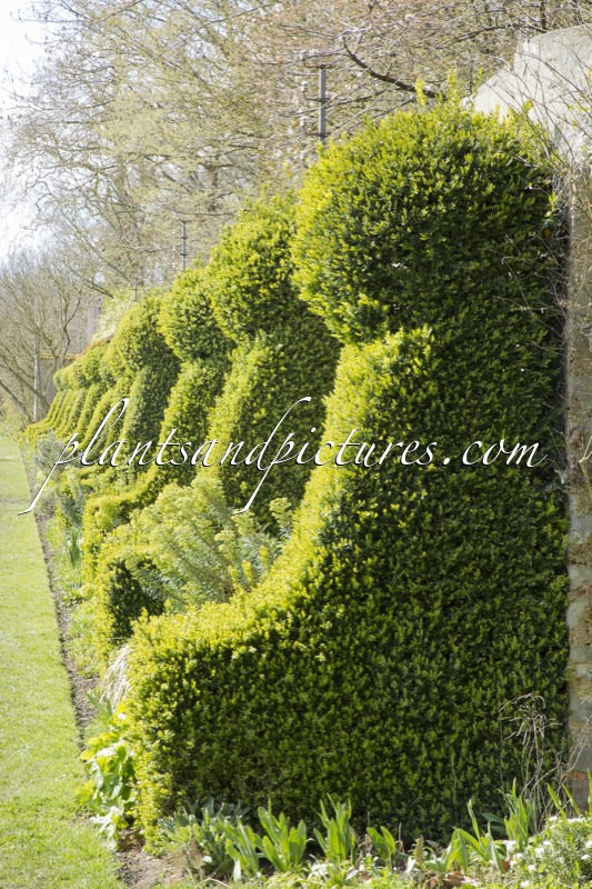 Buxus sempervirens