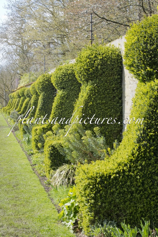 Buxus sempervirens