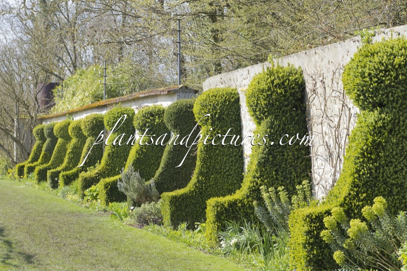 Buxus sempervirens