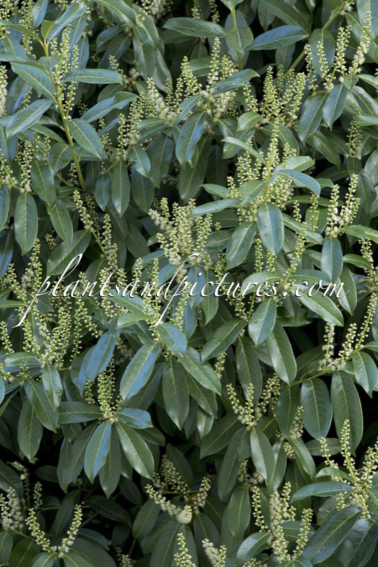 Prunus laurocerasus ‘Caucasica’