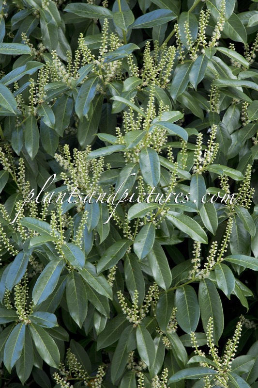 Prunus laurocerasus ‘Caucasica’