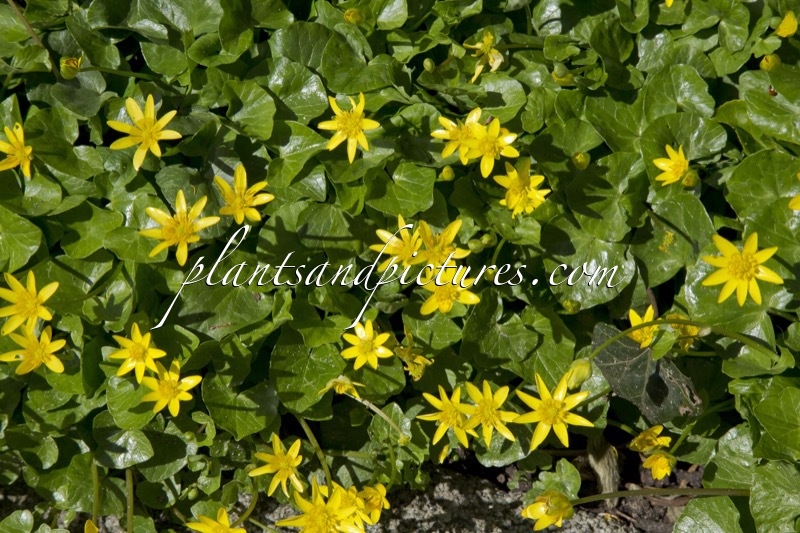 Lysimachia nummularia
