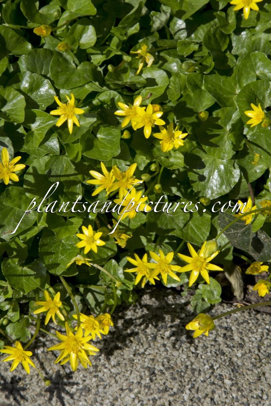 Lysimachia nummularia