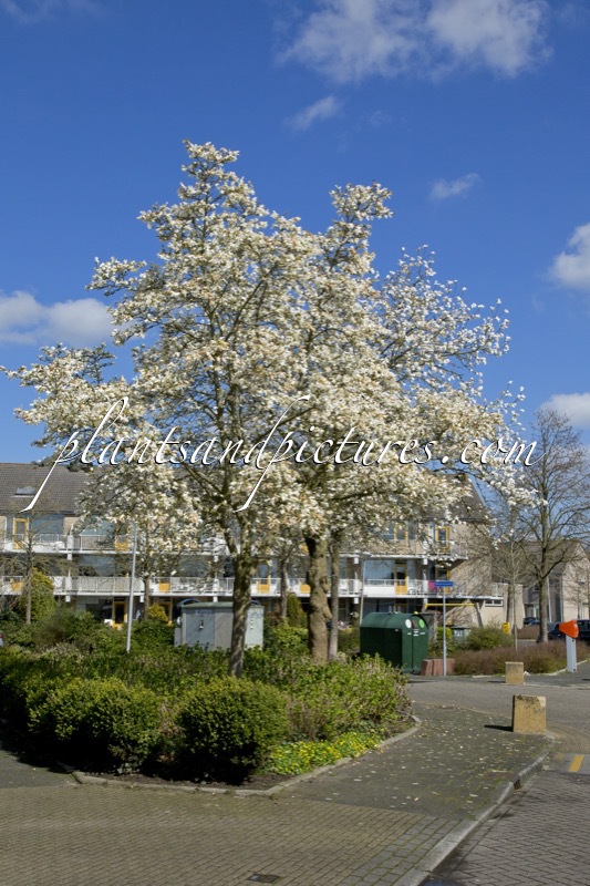 Magnolia kobus