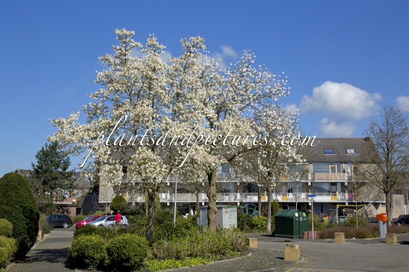 Magnolia kobus
