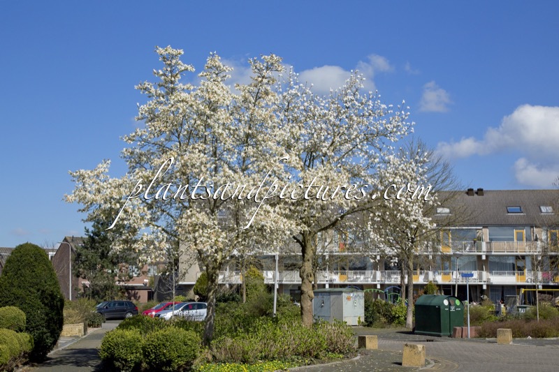 Magnolia kobus