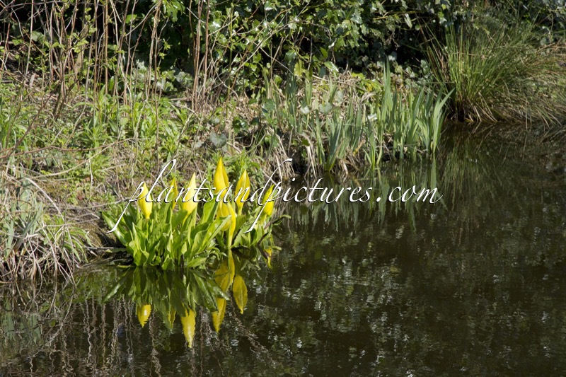Lysichiton americanus