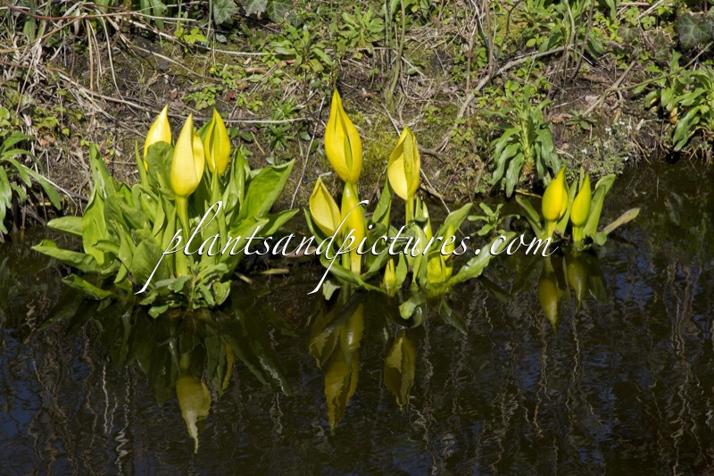 Lysichiton americanus