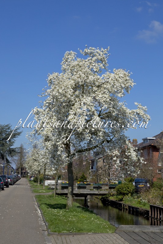 Magnolia kobus