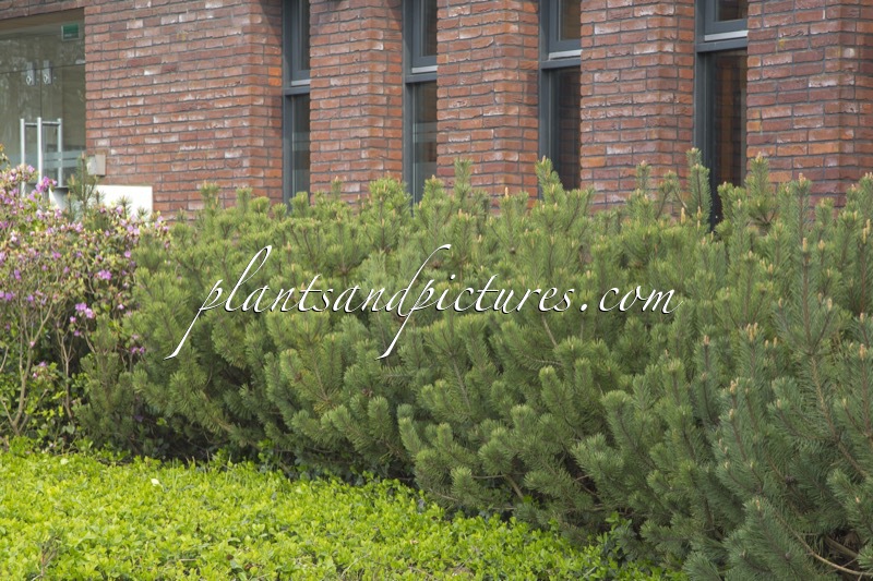 Pinus mugo subsp. mugo