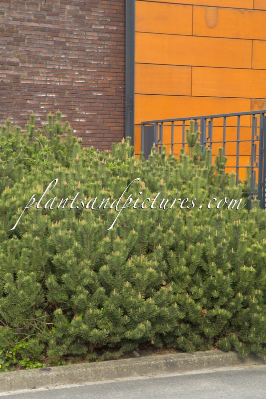 Pinus mugo subsp. mugo