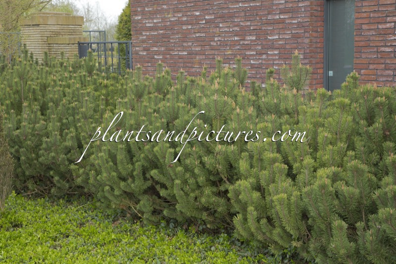 Pinus mugo subsp. mugo