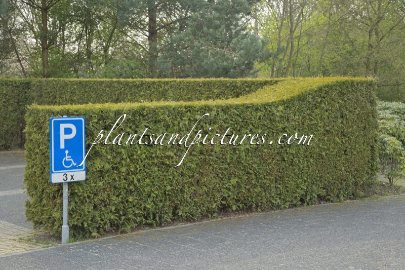 Thuja occidentalis ‘Brabant’