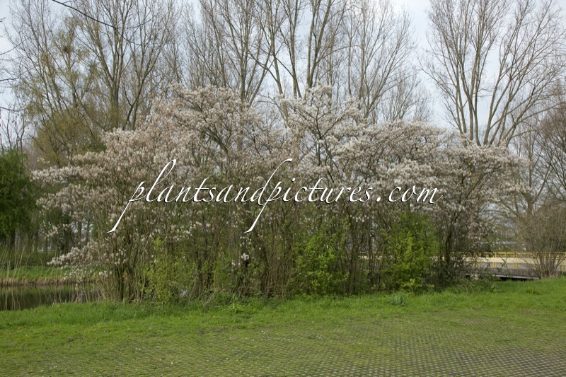 Amelanchier lamarckii
