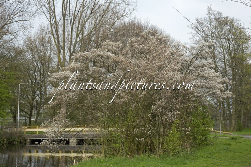 Amelanchier lamarckii