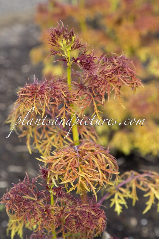 Sambucus ‘SMNSRD4’ (LEMONY LACE)