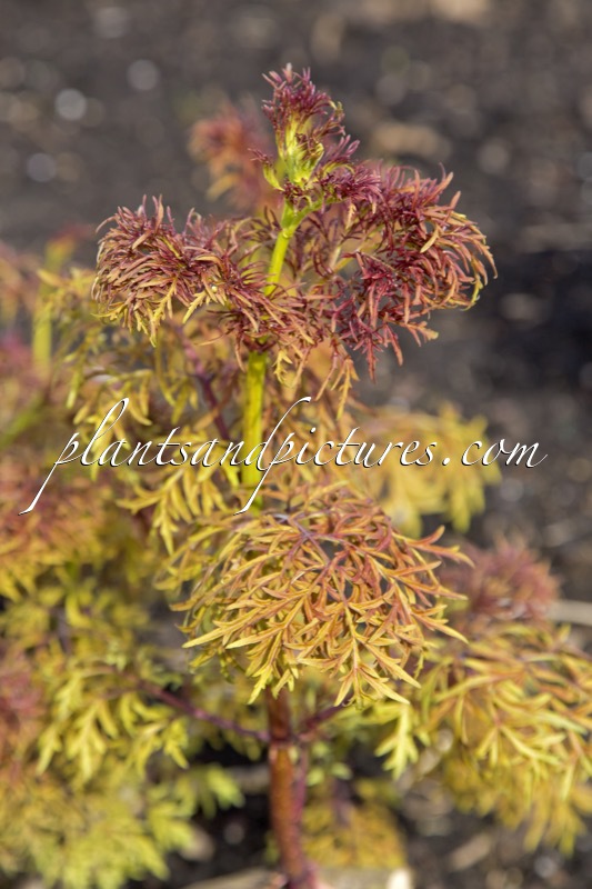 Sambucus ‘SMNSRD4’ (LEMONY LACE)