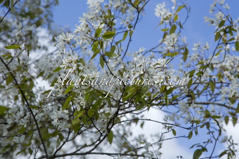 Amelanchier arborea ‘Robin Hill’