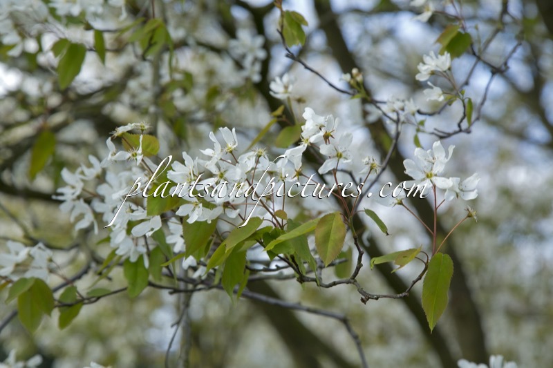 Amelanchier arborea ‘Robin Hill’