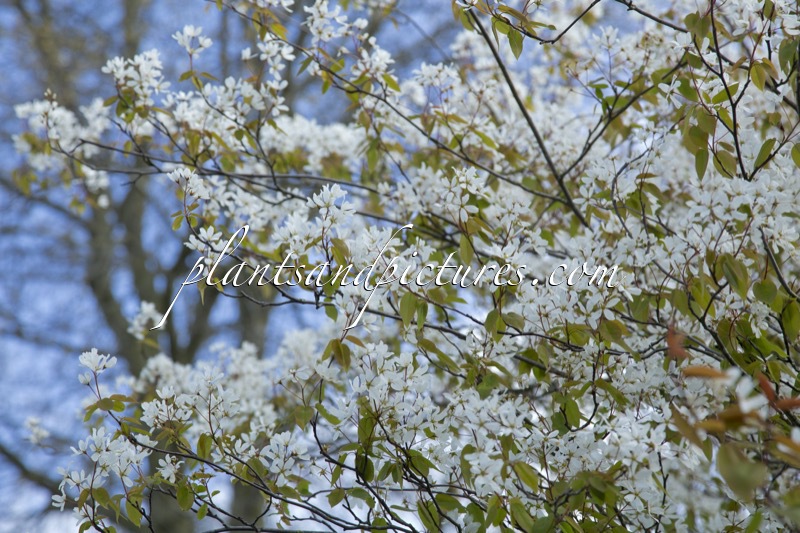 Amelanchier laevis ‘Snowflakes’