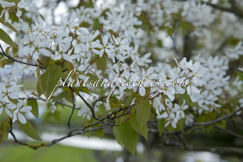 Amelanchier laevis ‘Snowflakes’