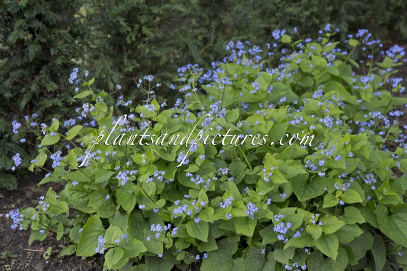 Brunnera macrophylla