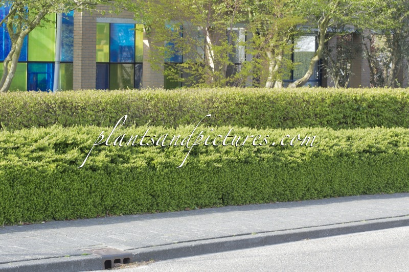 Lonicera nitida ‘Maigrün’