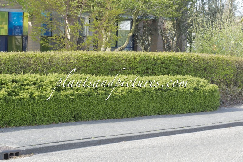 Lonicera nitida ‘Maigrün’