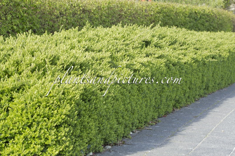 Lonicera nitida ‘Maigrün’