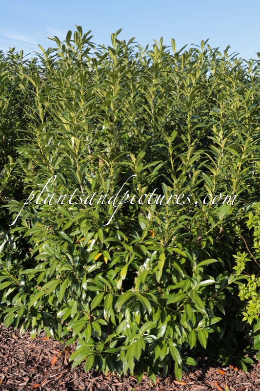 Prunus laurocerasus ‘Novita’