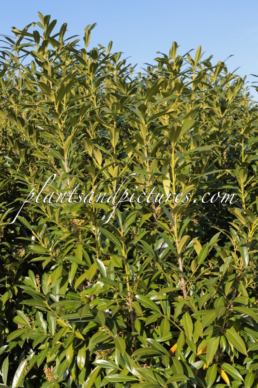 Prunus laurocerasus ‘Novita’