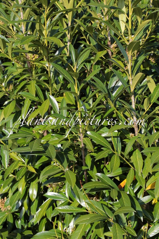 Prunus laurocerasus ‘Novita’