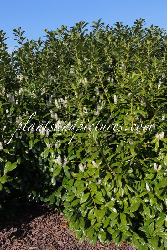 Prunus laurocerasus ‘Caucasica’