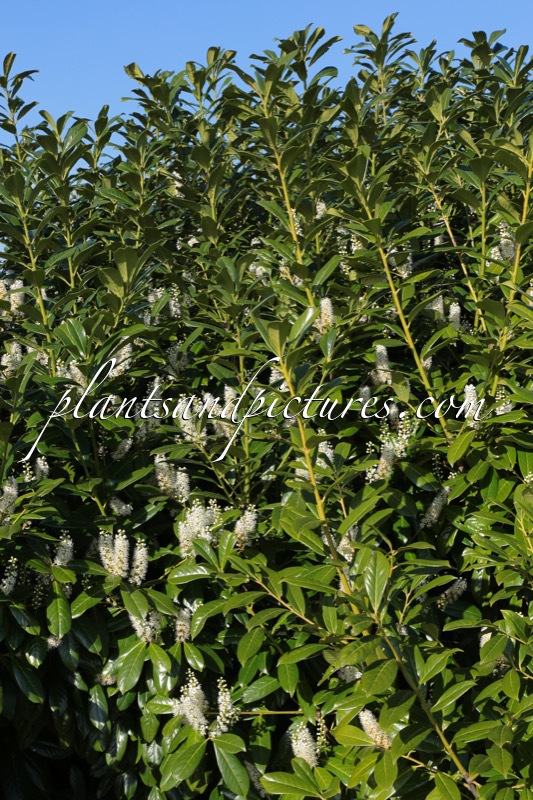 Prunus laurocerasus ‘Caucasica’