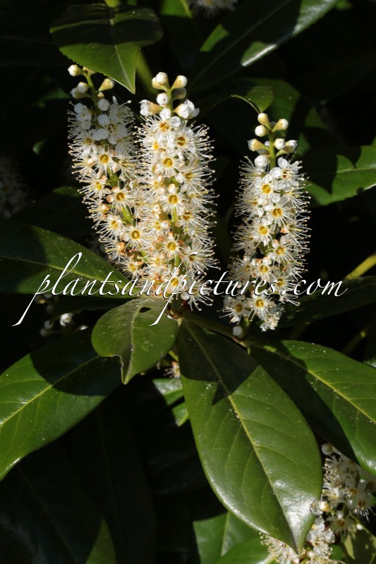 Prunus laurocerasus ‘Caucasica’