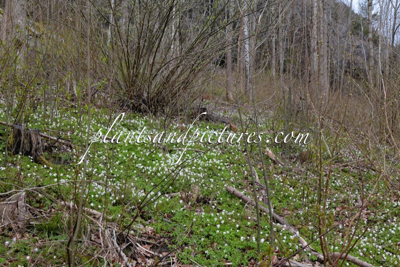 Anemone nemorosa