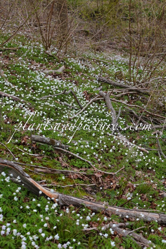 Anemone nemorosa
