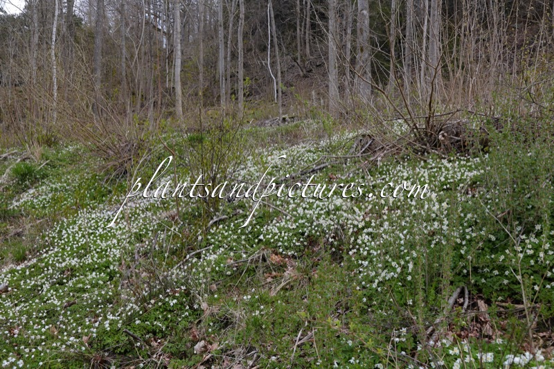 Anemone nemorosa