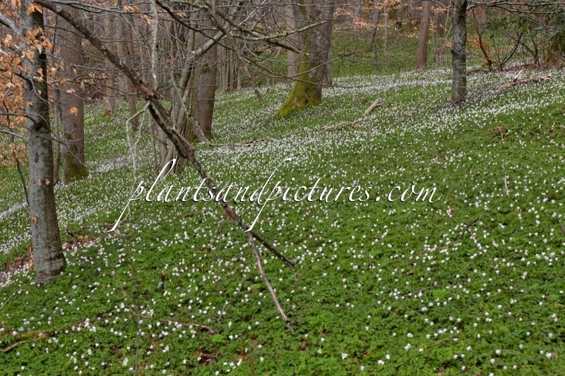 Anemone nemorosa