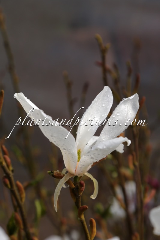 Magnolia ‘Wada’s Memory’