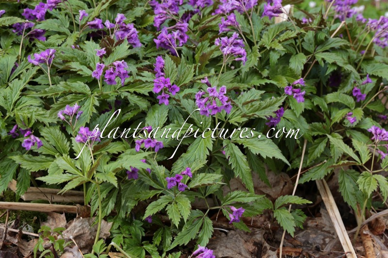 Cardamine glanduligera