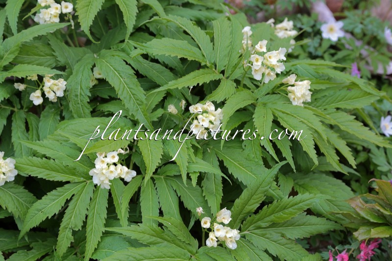 Cardamine pentaphyllos