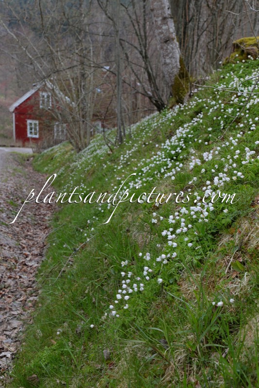 Anemone nemorosa