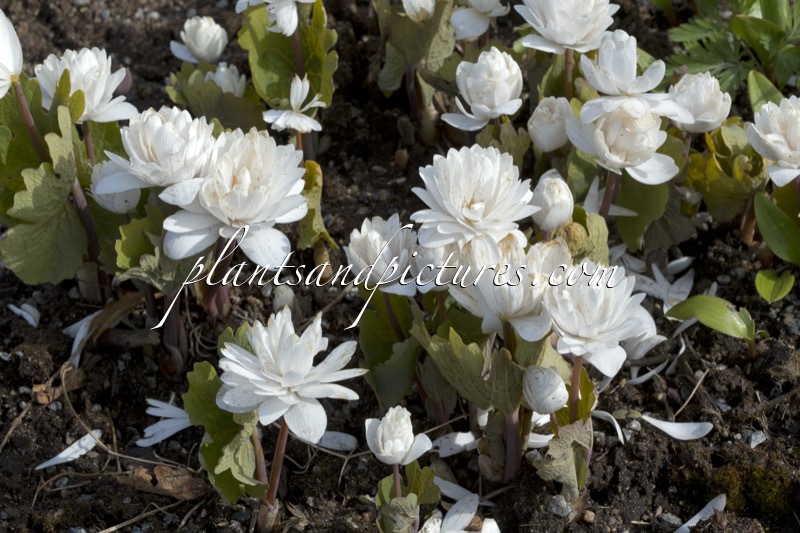 Sanguisorba canadensis ‘Plena’
