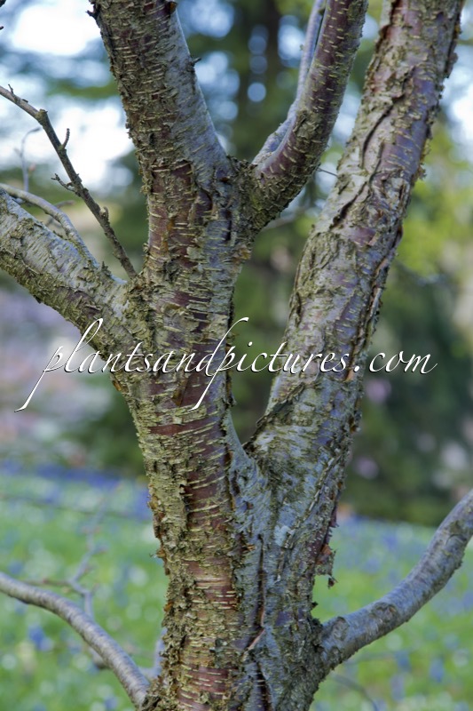 Betula corylifolia