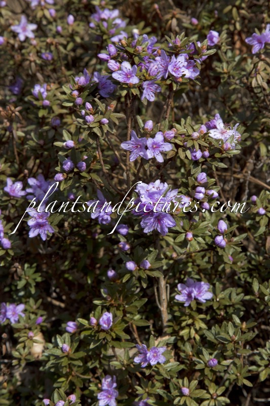 Rhododendron telmateium