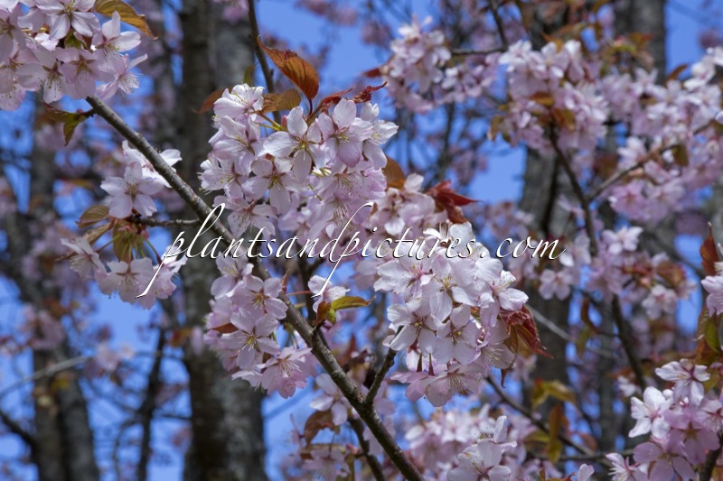 Prunus sargentii ‘Rancho’